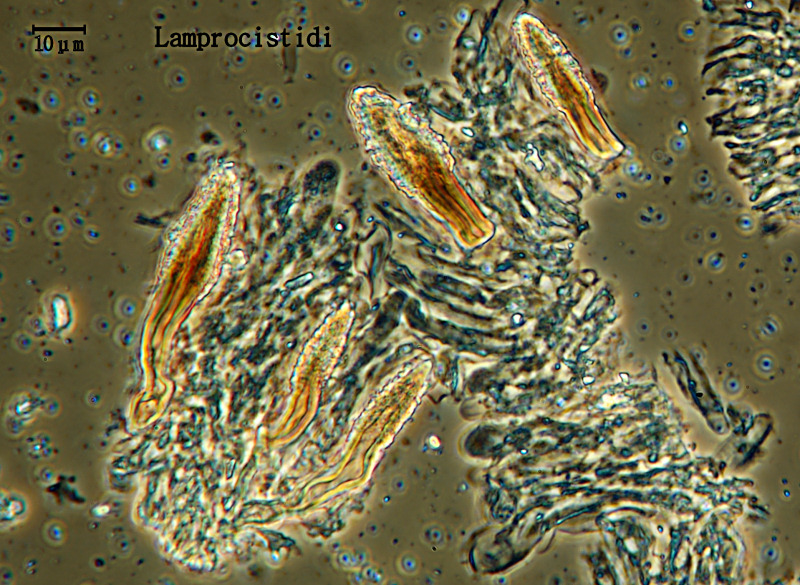 Sicuramente H. juniperi - foto 5852(Peniophora junipericola)